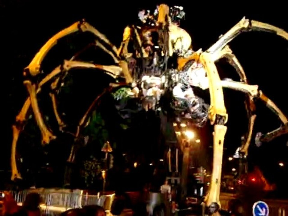 araignée à Reims