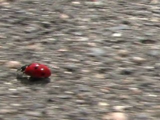 J'aime pas quand y'a pas de trésor !