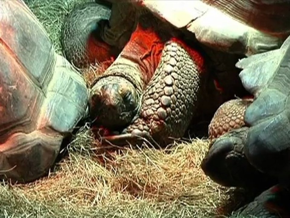 Les plus beaux reptiles d'Europe à Troyes