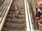 Yürüyen Merdiveni Koşu Bandı Niyetine KuLLanan ÖrdekLer