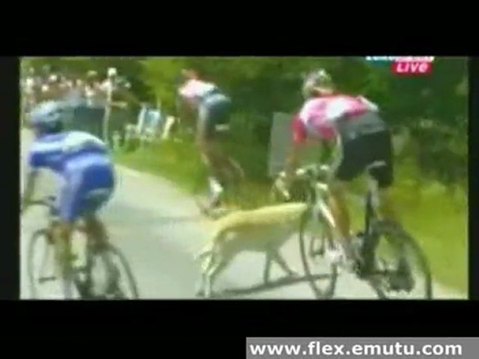 dog vs bike tour de france
