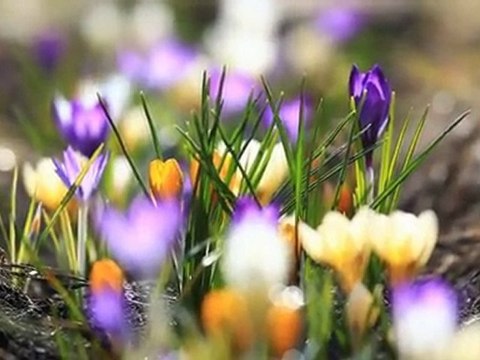 Весна пришла, первые весенние цветы крокусы и подснежники