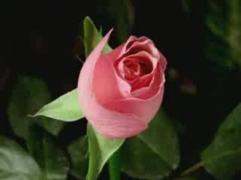 Euflorie