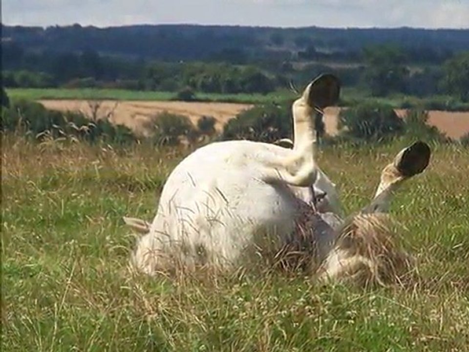Elles Passé, Présent...