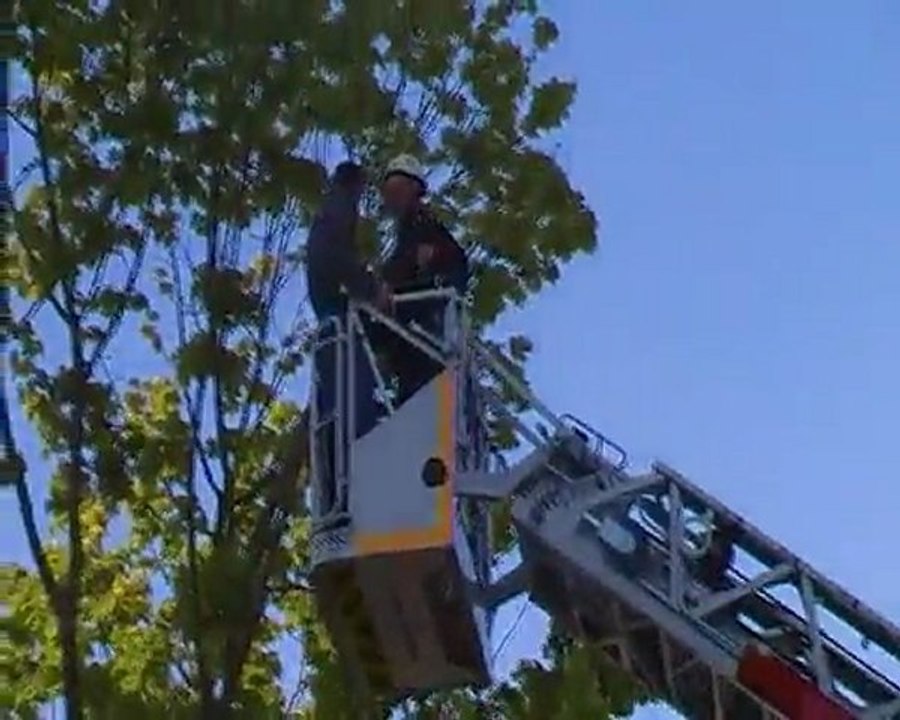 abbatage arbres sanitas tours