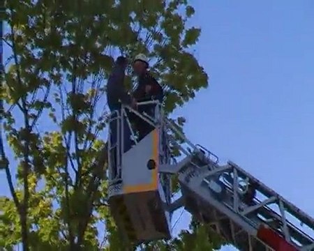 abbatage arbres sanitas tours