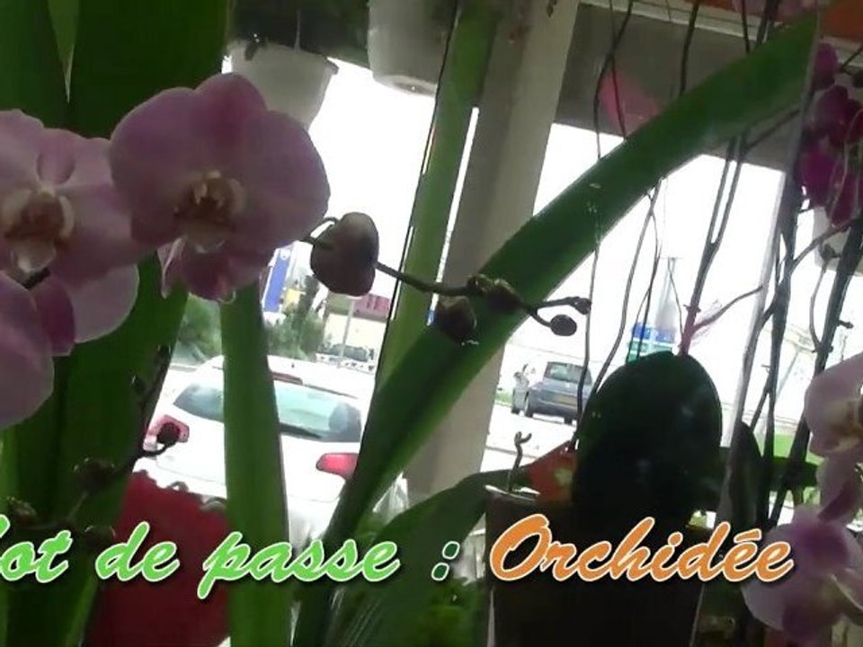 FLEURS & NUANCES ZONE DU PONT ROUGE CARCASSONNE