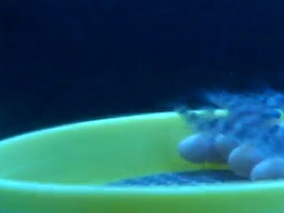 FRONTOSA BLUE ZAİRE MOBA YUMURTALARI  14.04.2011  SAAT:16.00