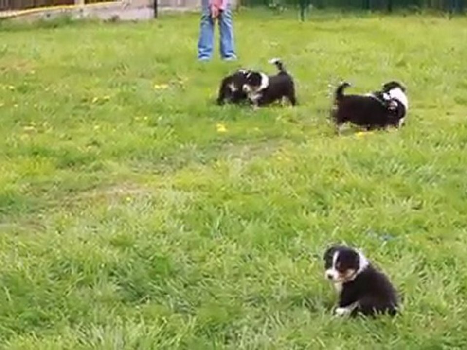 Bébés Balzane 5 semaines