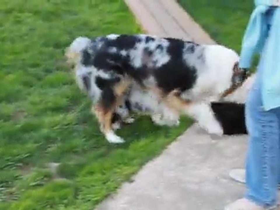 Bébés Djune 7 semaines