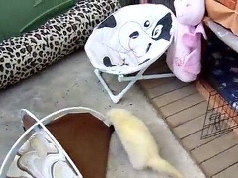 association les furets de la deuxieme chance 13 avril 2011