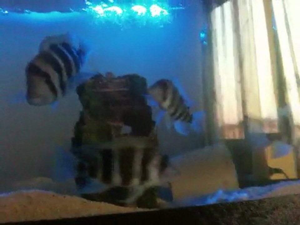 Frontosa