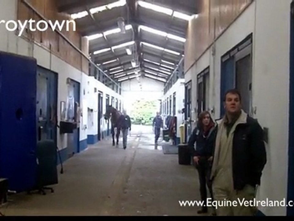 Equine Tendon Injuries, Laminitis in Horses, Colic in Horses