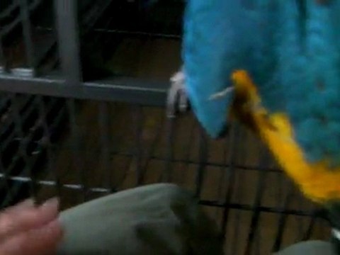 Lola, mon ara ararauna : 3ème essai pour la faire monter sur moi