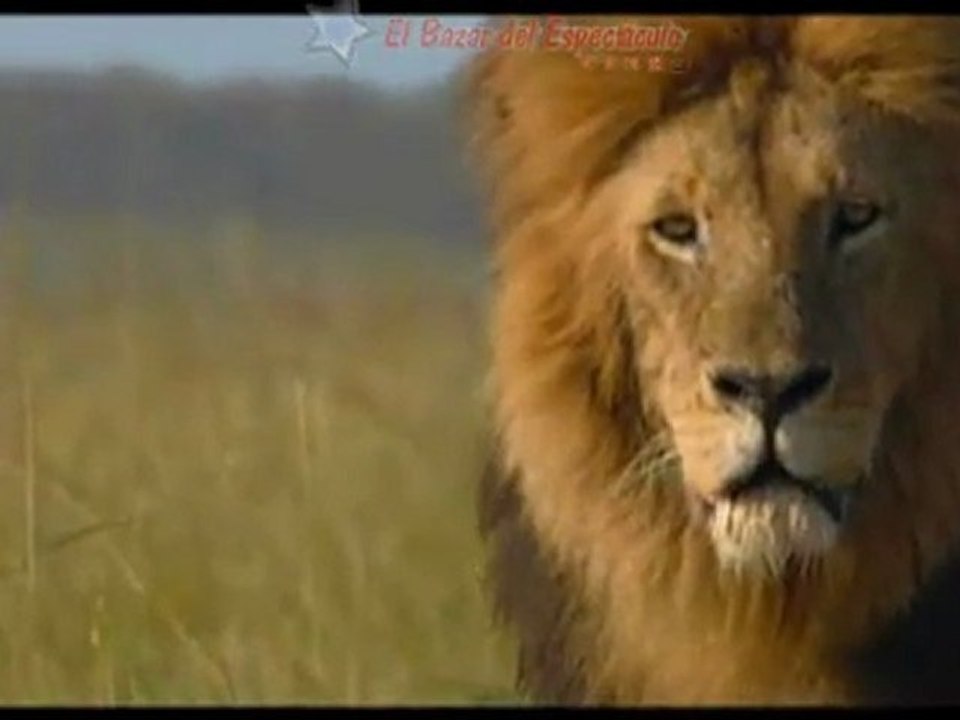 Felinos de Africa: Clip 1: African Cats