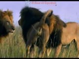 Felinos de Africa: Clip 4: African Cats