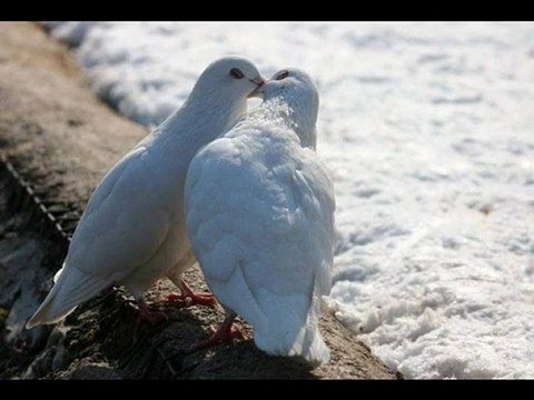 Melehat Gülses - Firar