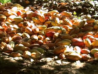 Chuao, Vénézuela, source du meilleur chocolat