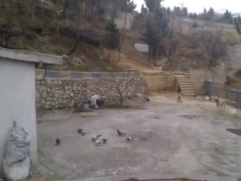 VIDEO0061