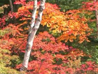 Camel - Stationary Traveller