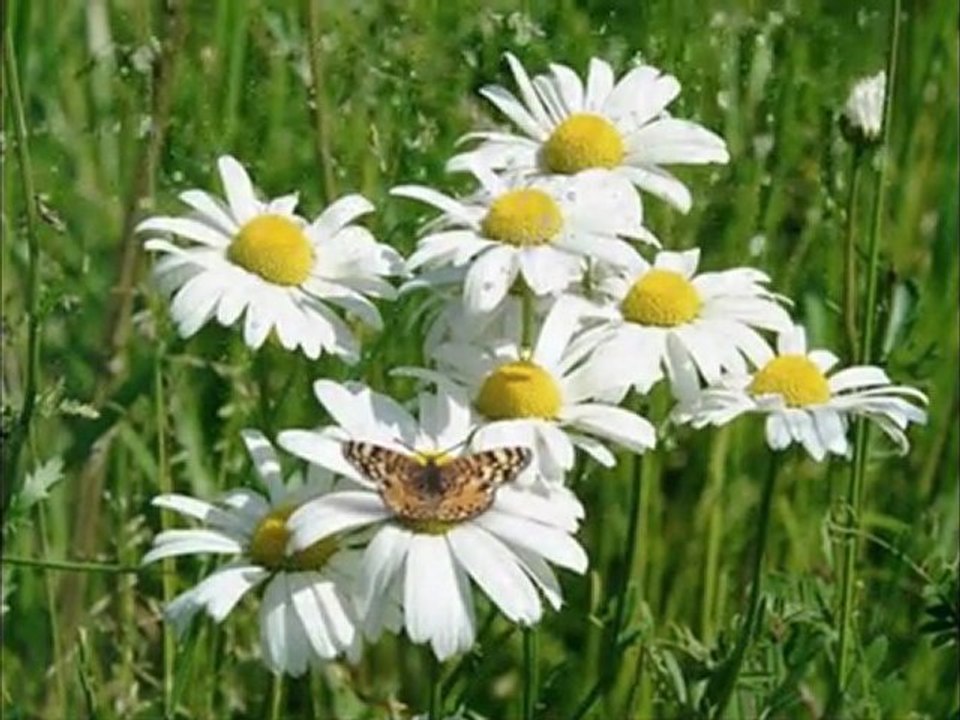 Yalın - Herşey Sensin