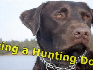 Where To Get A Hunting Dog And How To Train It