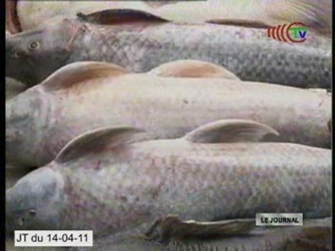 Vers réalisation du projet de construction d’un chantier naval à Kintélé