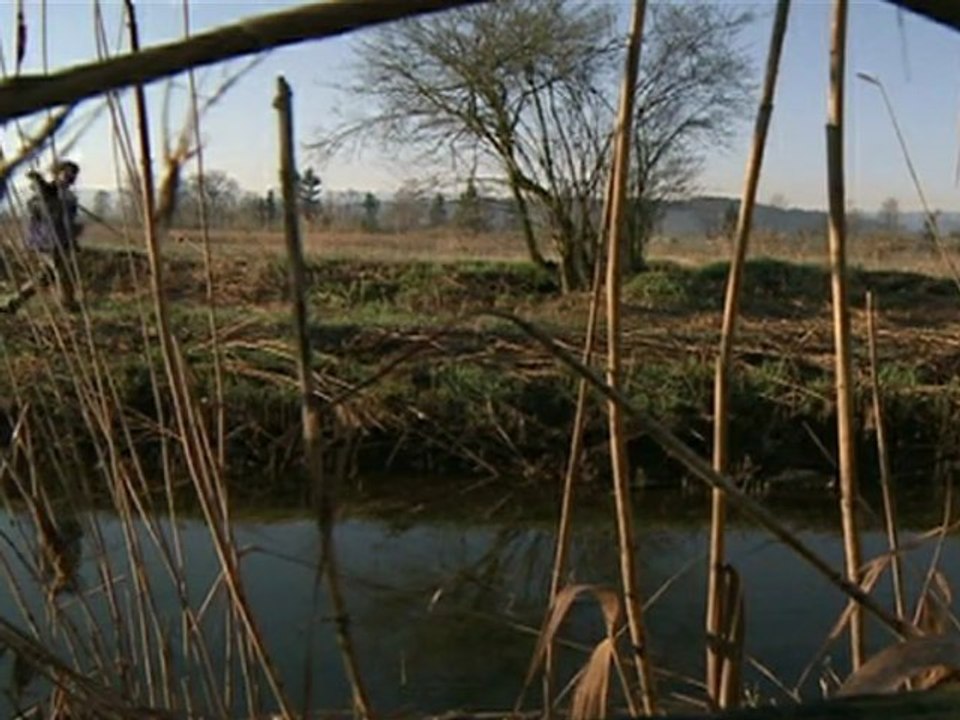 Migrating birds return early to Switzerland