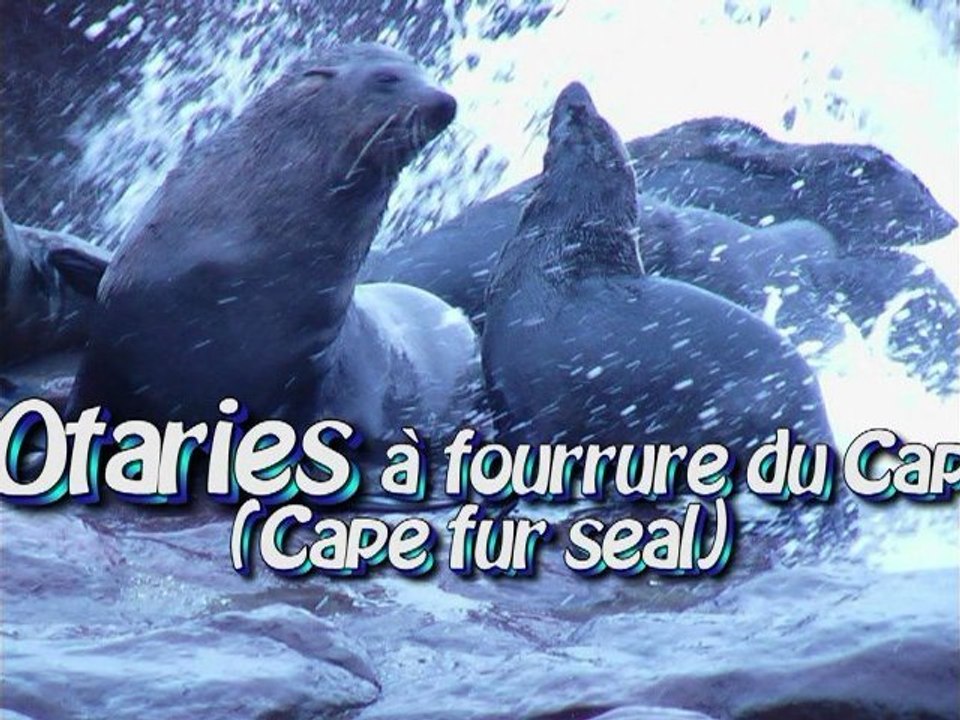 otaries_seal_Duiker island (HD)