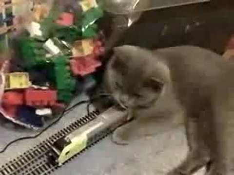 0196 - Chat super calme