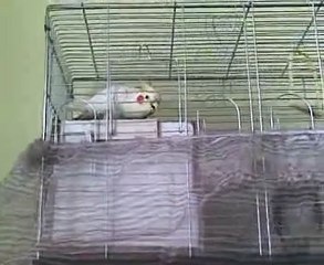 ÇİLLİ VARKEN KANARYAYA GEREK YOK