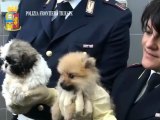 Trieste - 19 cuccioli salvati dalla tratta