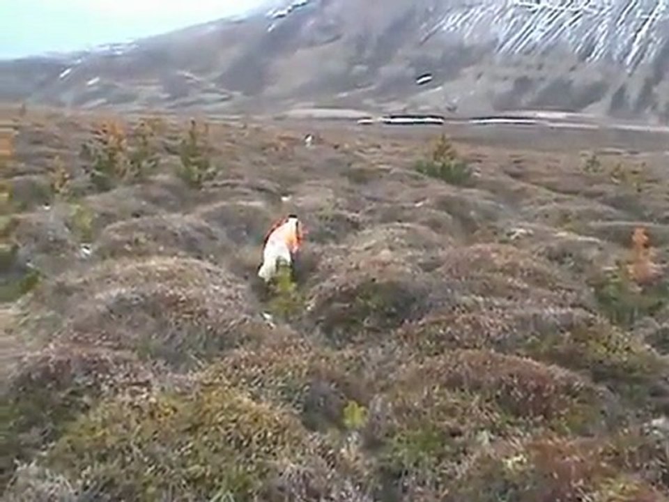 Setter Ferma www.Avyaban.com - ergo