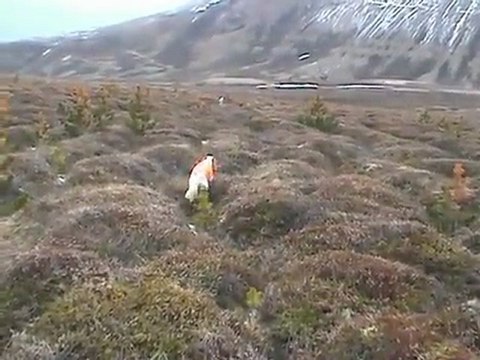 Setter Ferma Avyaban.com - ergo