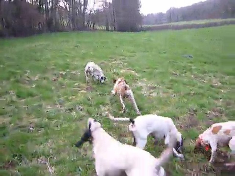 chasse au lievre