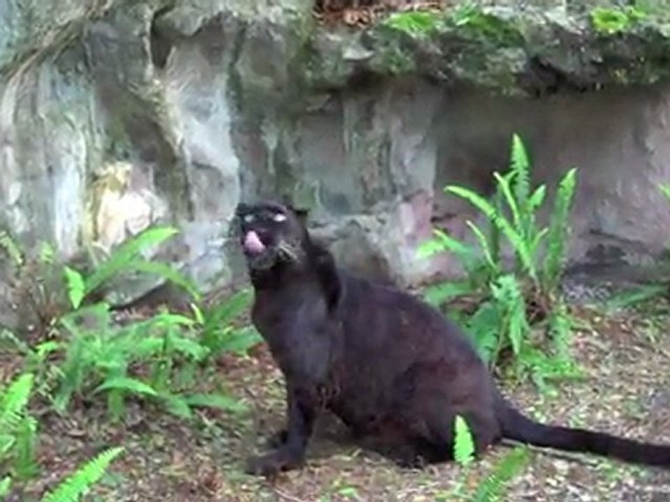 *Black "PANTHERS"...