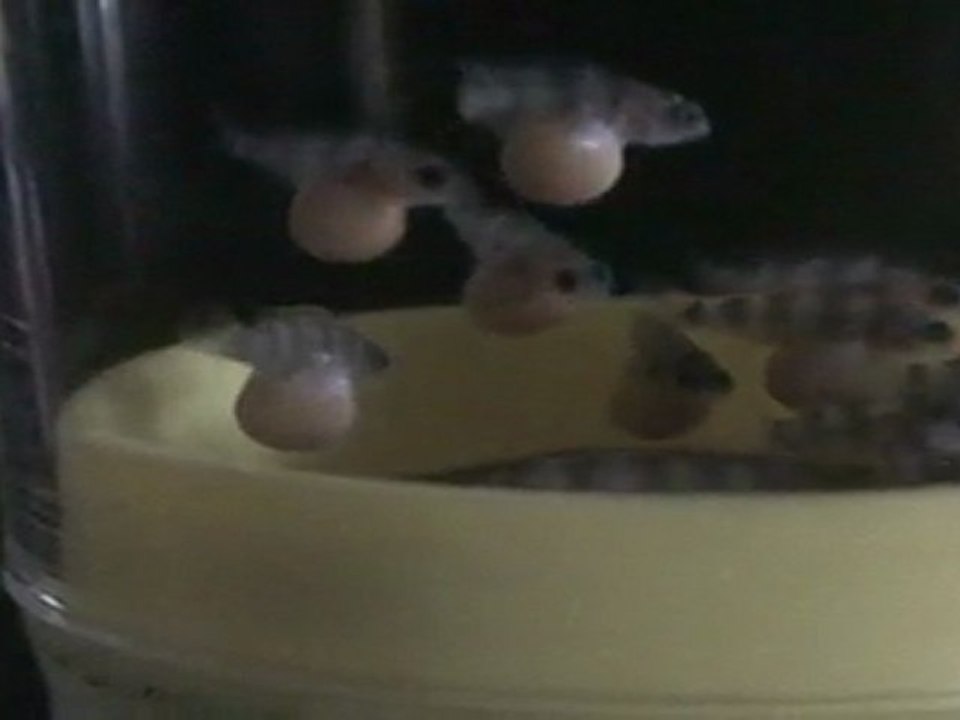 FRONTOSA BLUE ZAİRE MOBA YUMURTALARI  15.04.2011  SAAT:18.00