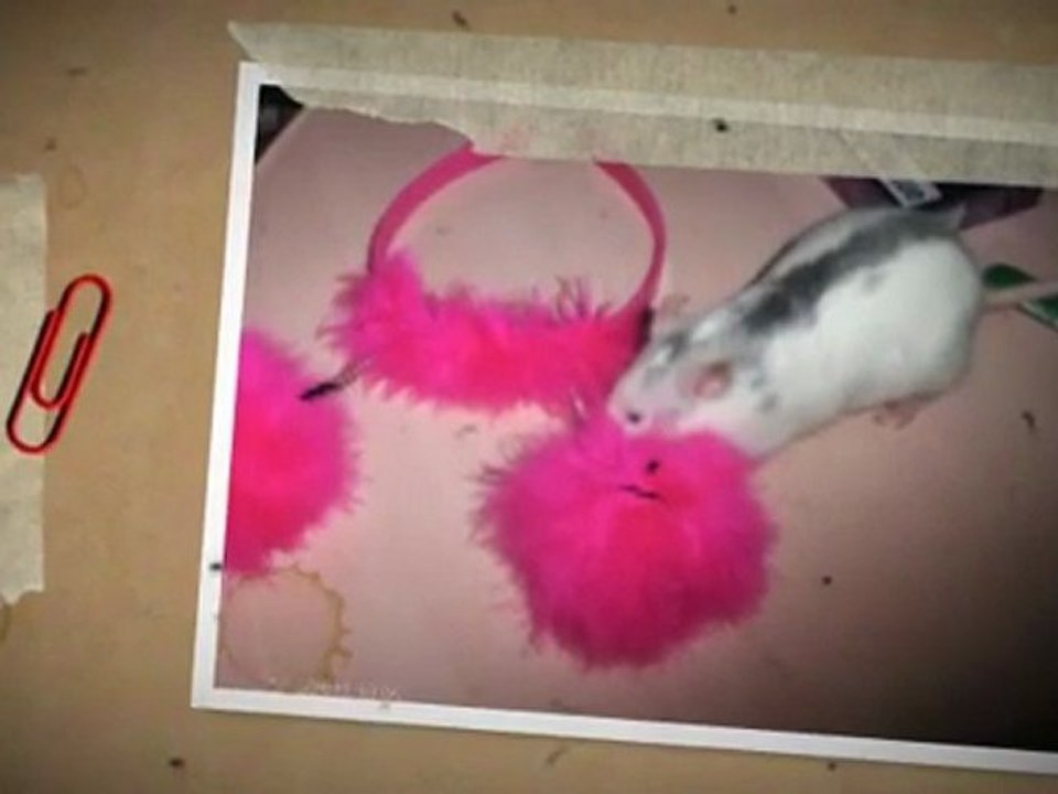 La Famille Rat