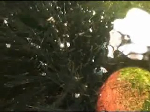 alevins poissons de bassin