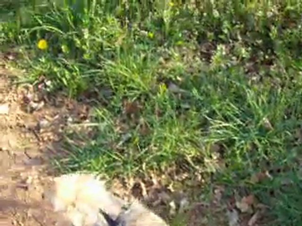 daysie en promenade avec lucie et emma
