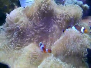 clowns sarcophyton