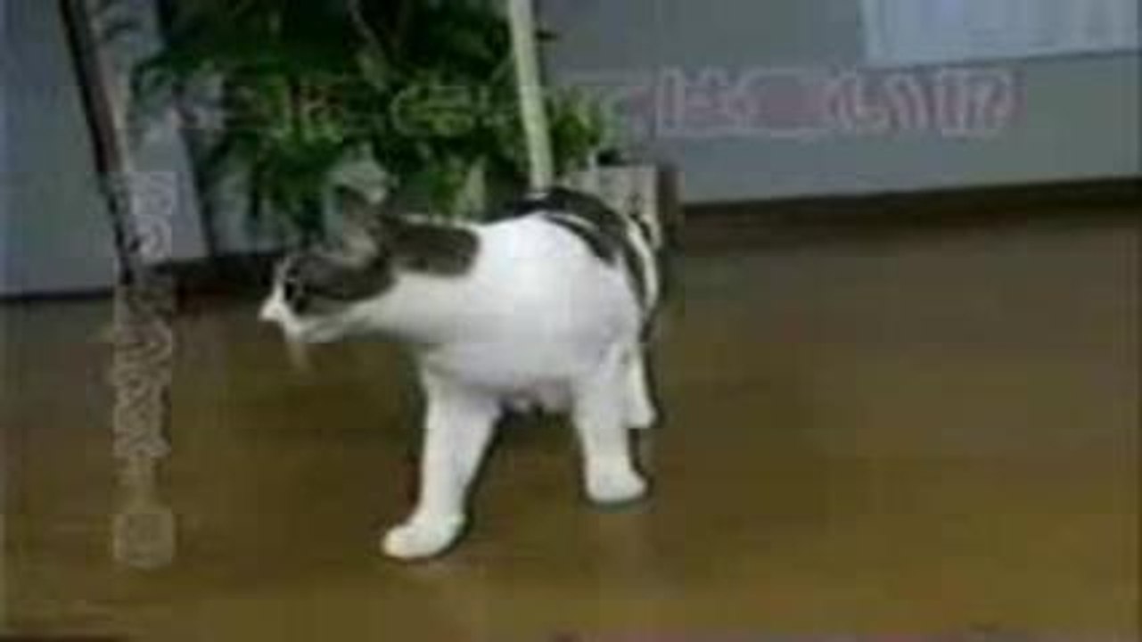 de l'Adhésif sur un Chat