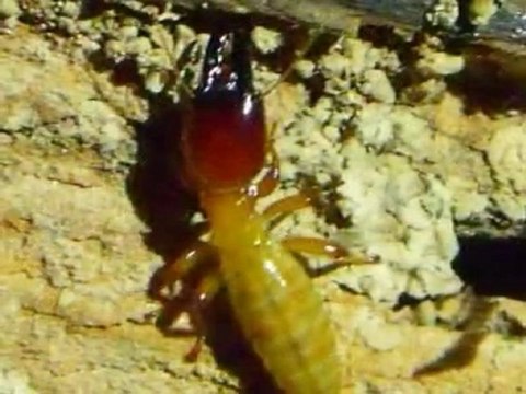 Bellingham Home Inspections (King of the House) Dampwood Termites