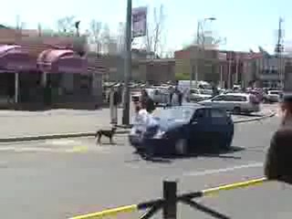 0203 - Chien voleur de plaque Immatriculation