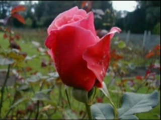 6 - MEDİNENİN GÜLÜ (ENSTRÜMANTEL GÖRÜNTÜ)