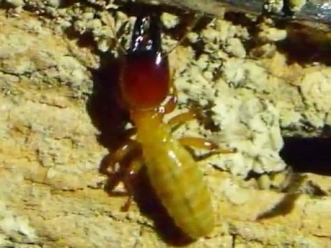 Ferndale WA Home Inspector (King of the House) Dampwood Termites