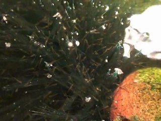 Alevins Carassins 2011 VTS_01_1