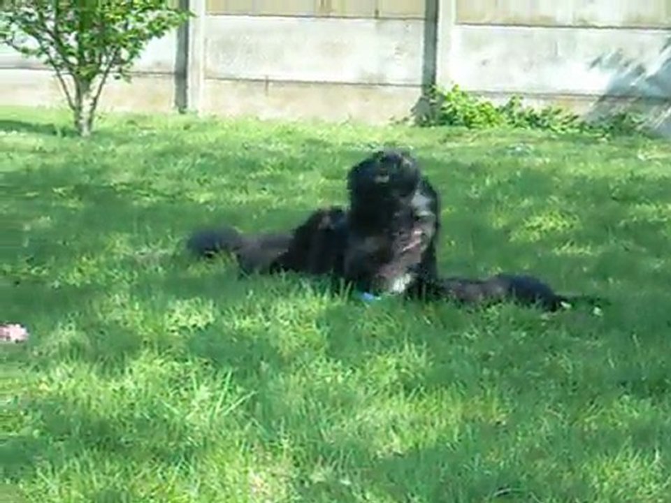 16 avril 2011 : Volga et Gengis Khan (bleu), 6 semaines