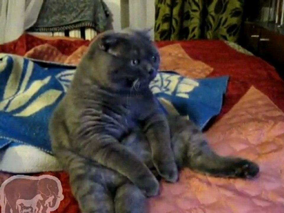 chat qui regarde la tv