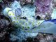 Merlin Divers Phuket - Scuba Diving Thailand: Nudibranch Koh Waeo